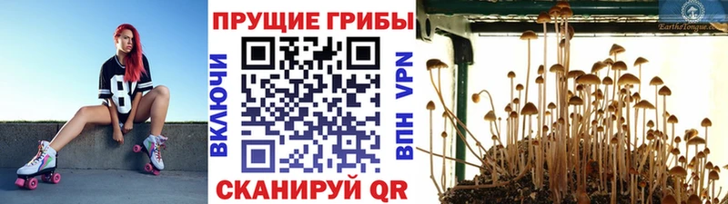 Псилоцибиновые грибы Psilocybe  где купить   Краснознаменск 